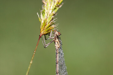 Scarce Emerald Damselfly Dragonfly images natural habitat.