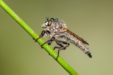 Asilidae, the killer fly is perched on the branch in its natural habitat.