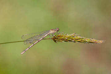 Scarce Emerald Damselfly Dragonfly images natural habitat.
