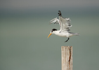 Greater Crested Tern sitting on the wooden log