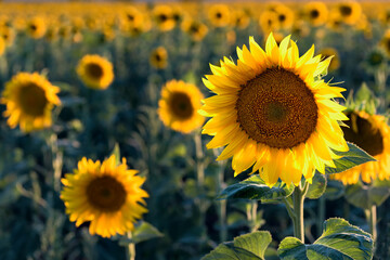 Sunflower in the counterlight. Sunflower field in the evening.