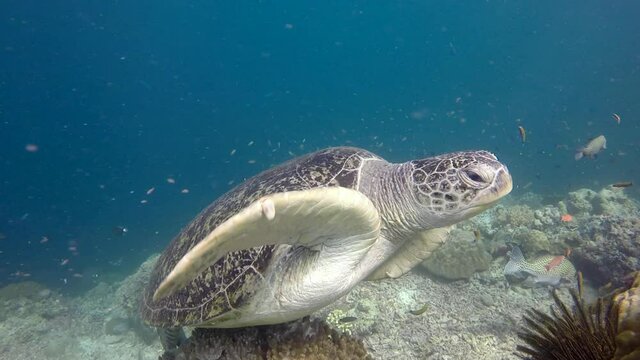 Hawksbill sea turtle (Eretmochelys imbricata) swimming close to the camera, above corals in Sipadan, Borneo, Malaysia. Stabilized.