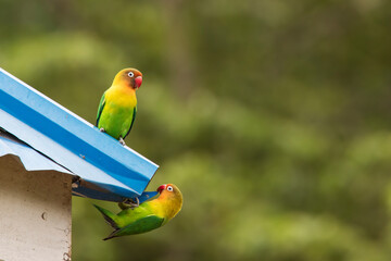 Beautiful colourful lovebirds playing at the roof of the house.