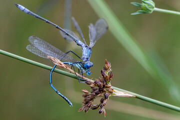 Scarce Emerald Damselfly Dragonfly images natural habitat.
