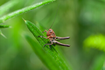 Grasshopper perched on a flower in its natural habitat.