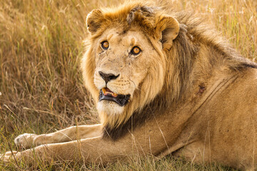 Closeup of a lion resting in the grass during safari in Serengeti National Park, Tanzania. Wild nature of Africa..