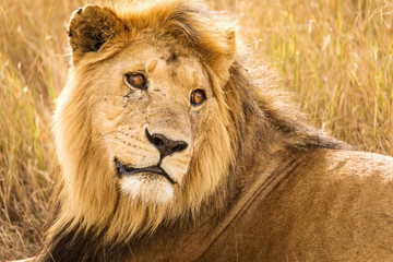 Obraz premium Closeup of a lion resting in the grass during safari in Serengeti National Park, Tanzania. Wild nature of Africa..