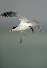 Greater Crested Tern in flight