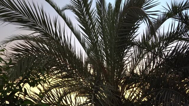 Date Palm Tree branches green and blowing in the wind against sunset background.	
