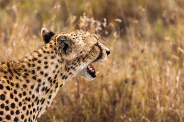 Cheetah in the grass during safari at Serengeti National Park in Tanzania. Wild nature of Africa..