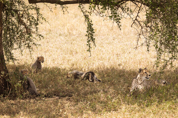 Cheetah together with her cubs in the grass during safari at Serengeti National Park in Tanzania. Wild nature of Africa..