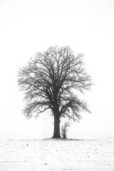 lonely tree in the snow