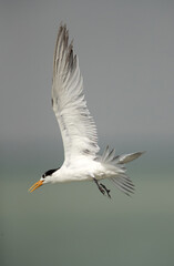 Fototapeta na wymiar Greater Crested Tern in flight
