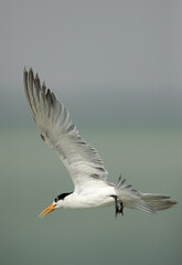 Fototapeta na wymiar Greater Crested Tern flying