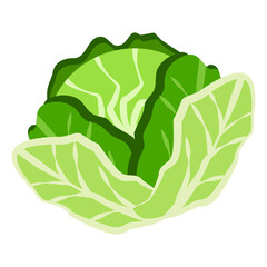 Fresh cabbage isolated on white background. Cabbage flat icon.