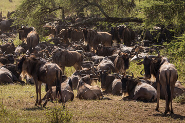 Group of wildebeasts during safari in National Park of Serengeti, Tanzania. Wild nature of Africa.