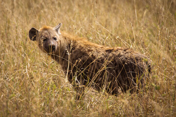 Hyena in the grass during safari in National Park of Serengeti, Tanzania. Wild nature of Africa.