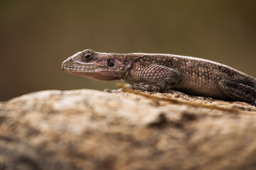Colorful agama reptile during safari in National Park of Serengeti, Tanzania. Wild nature of Africa.