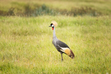 Grey crowned crane bird in the grass during safari in Ngorongoro National Park, Tanzania. Wild nature of africa.
