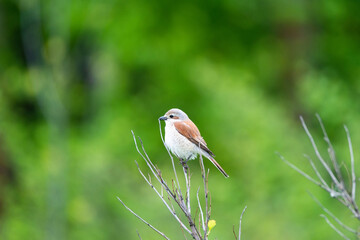 red-backed shrike (Lanius Collurio)