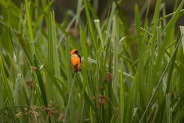 Southern Red Bishop (Euplectes orix) bird singing while perched in reed in Ngorongoro national park. Wild nature of Africa