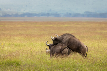 Buffalo in the grass during safari in Serengeti National Park in Tanzani. Wilde nature of Africa..