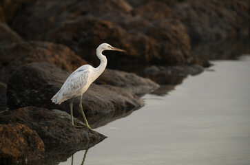 Western reef egret white morphed at Busaiteen coast during morning hours