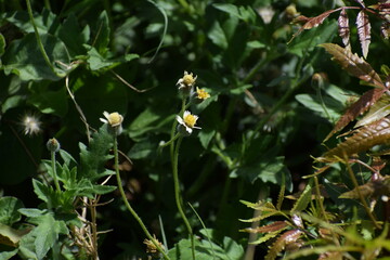 Tridax procumbens, commonly known as coatbuttons or tridax daisy, is a species of flowering plant in the daisy family. It is best known as a widespread weed and pest plant. 