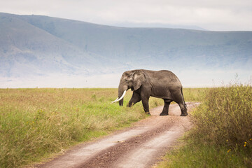 Fototapeta na wymiar Elephant eating grass during safari in National Park of Ngorongoro, Tanzania.. Wild nature of Africa.