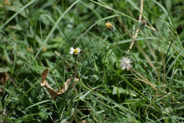 Tridax procumbens, commonly known as coatbuttons or tridax daisy, is a species of flowering plant in the daisy family. It is best known as a widespread weed and pest plant. 