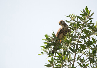 Common Kestrel on a tree