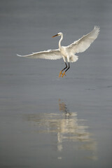 Western reef egret white morphed landing at Busaiteen coast