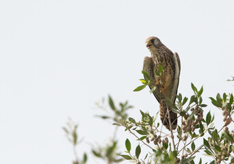 Common Kestrel perched on a tree