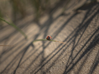 Une coccinelle dans le sable sur brin d'herbe