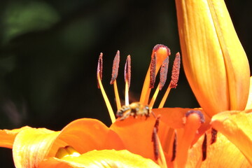 Lilia azjatycka orange