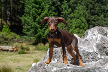 dog La Marquesa park