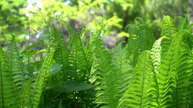 Lush green ferns in spring sunshine moving gently in a spring breeze