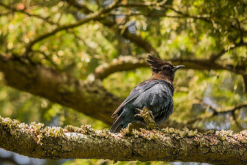 Steller's Jay (Cyanocitta Stelleri) perched on tree branch in deep forest