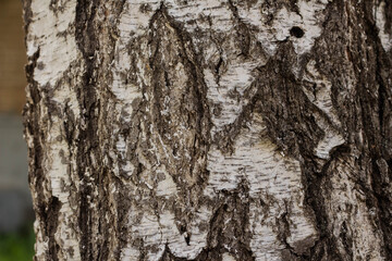 Birch bark, tree bark texture