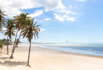 palm tree on the beach Cumbuco Brazil