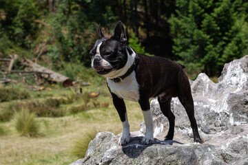 dog La Marquesa park