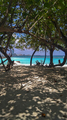 Tree on the beach with city view in the background.
