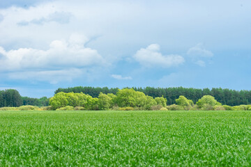 field and birch grove