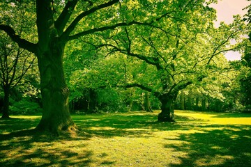 Fototapeta na wymiar Kiel, Park, alte Bäume, Düsternbrook