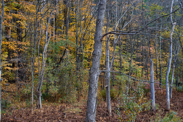Vermont forest in full autumn colors near Stowe Vermont