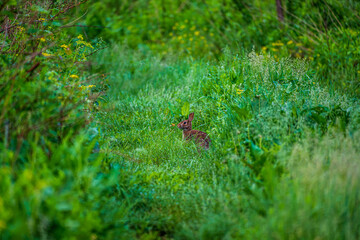 Rabbit In The Forest