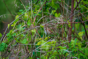 Fototapeta premium Song Sparrow In The Trees