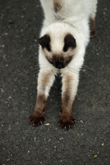 Portrait of fluffy wild cat