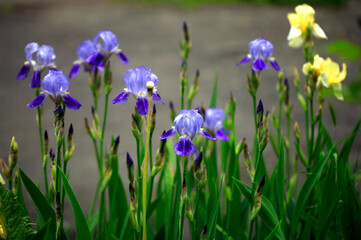 Purple iris in spring garden