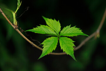 Raindrops on green plants in spring garden
